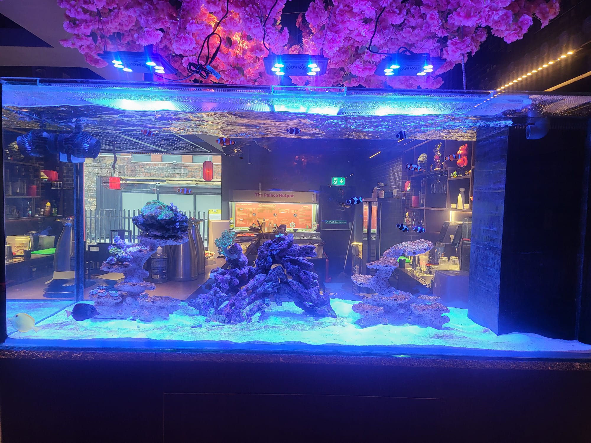 Business aquarium reef system